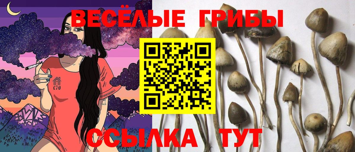 Псилоцибиновые грибы мицелий Унеча